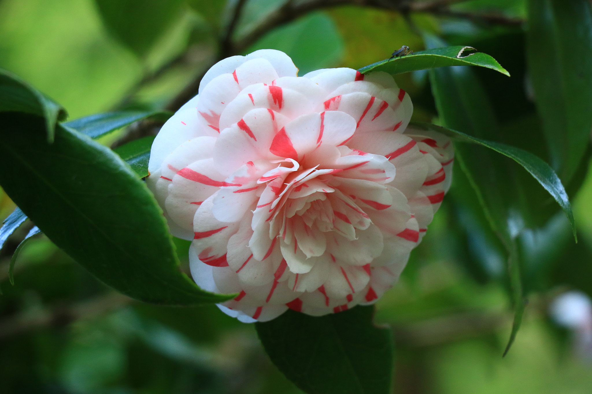 Canon EOS 7D Mark II sample photo. Tsubaki  椿 photography