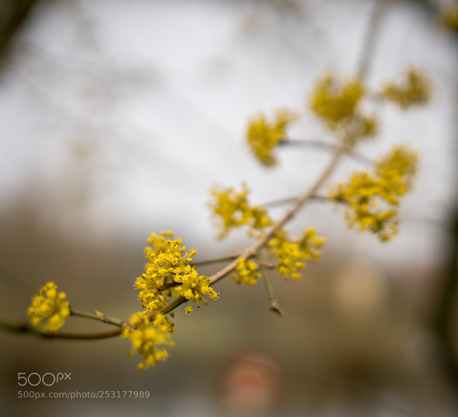 Sony a7R II sample photo. Spring is here to photography