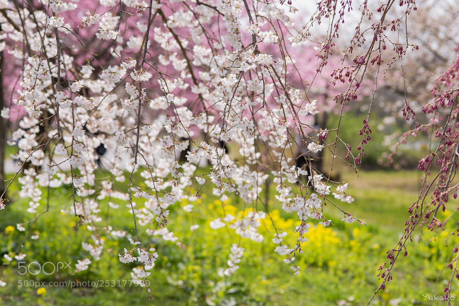 Nikon D750 sample photo. Spring days photography