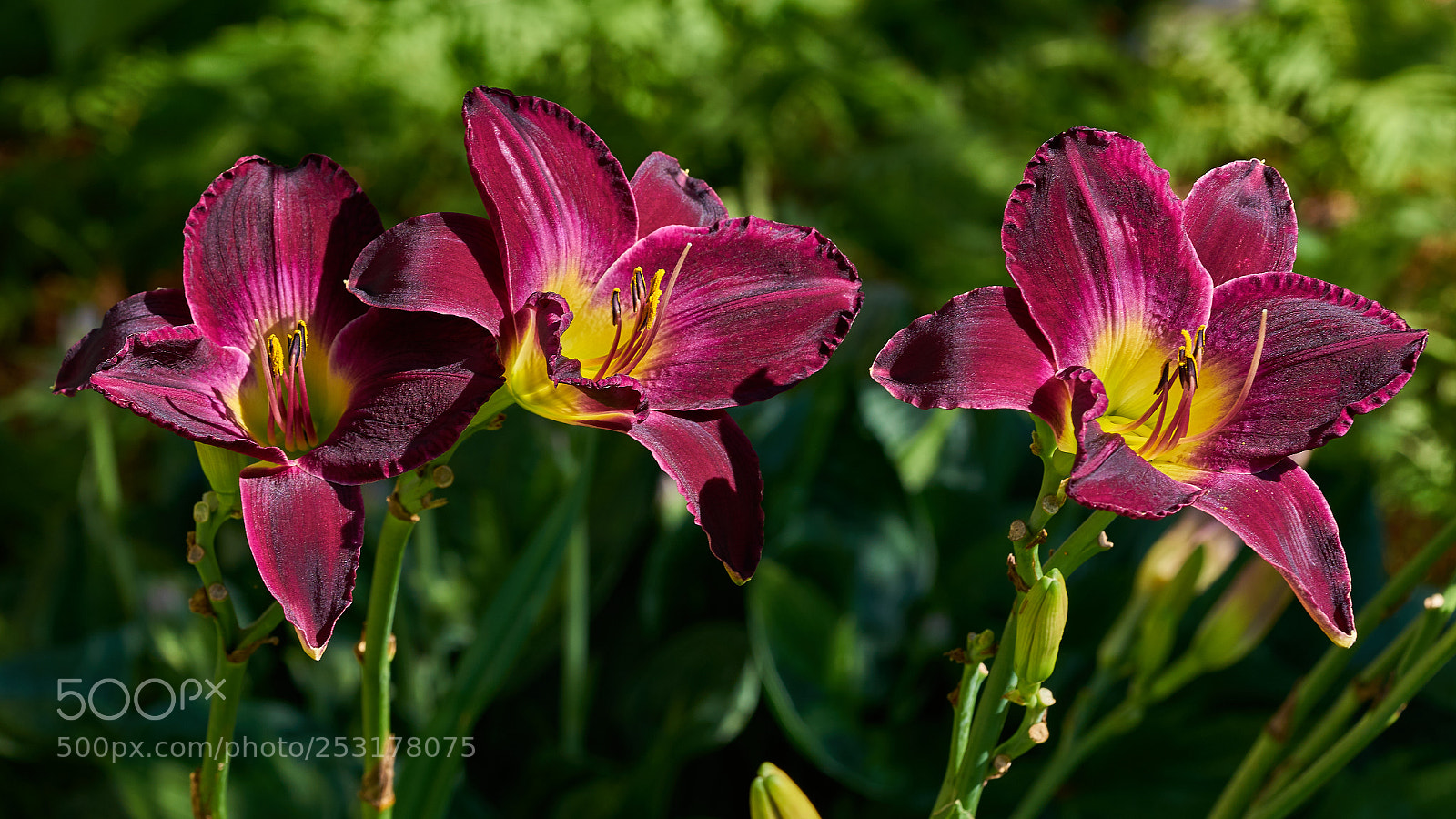 Sony a7R II sample photo. Daylilies photography