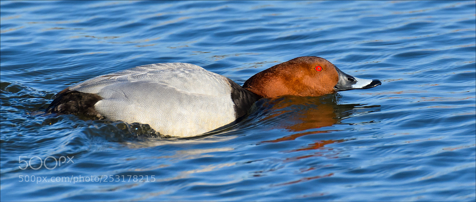 Nikon D500 sample photo. To attack photography