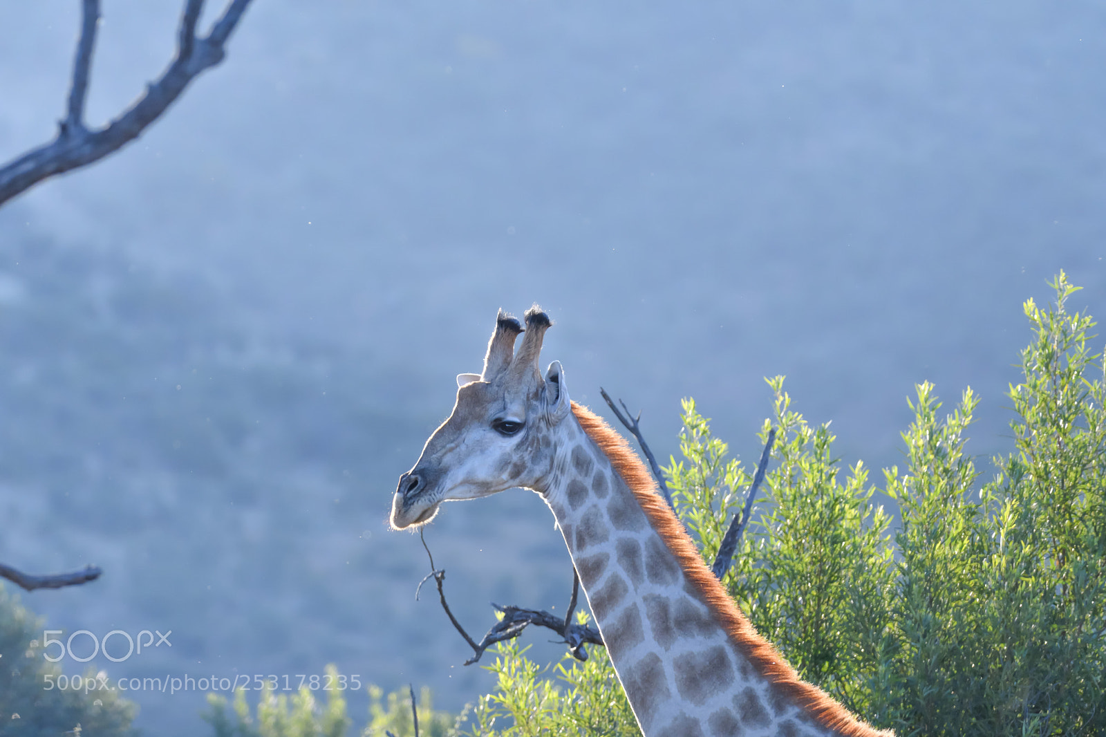 Nikon D500 sample photo. Giraffe potrait photography