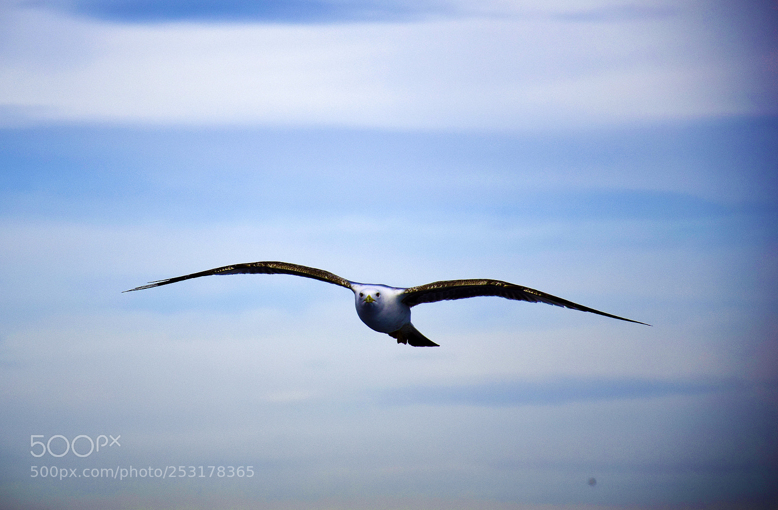 Nikon D5300 sample photo. Eye to eye photography