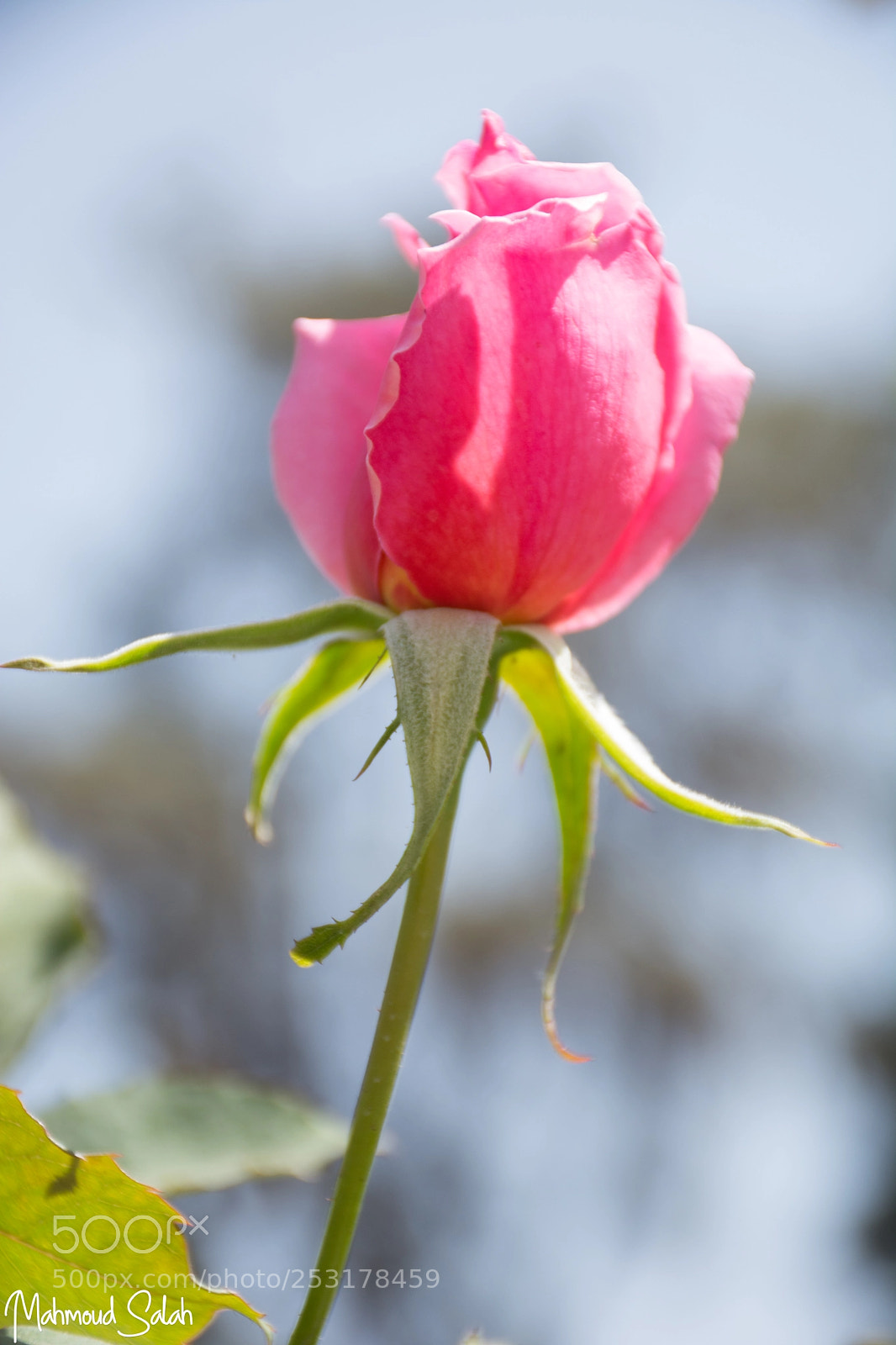 Nikon D7100 sample photo. ورد بلدي photography