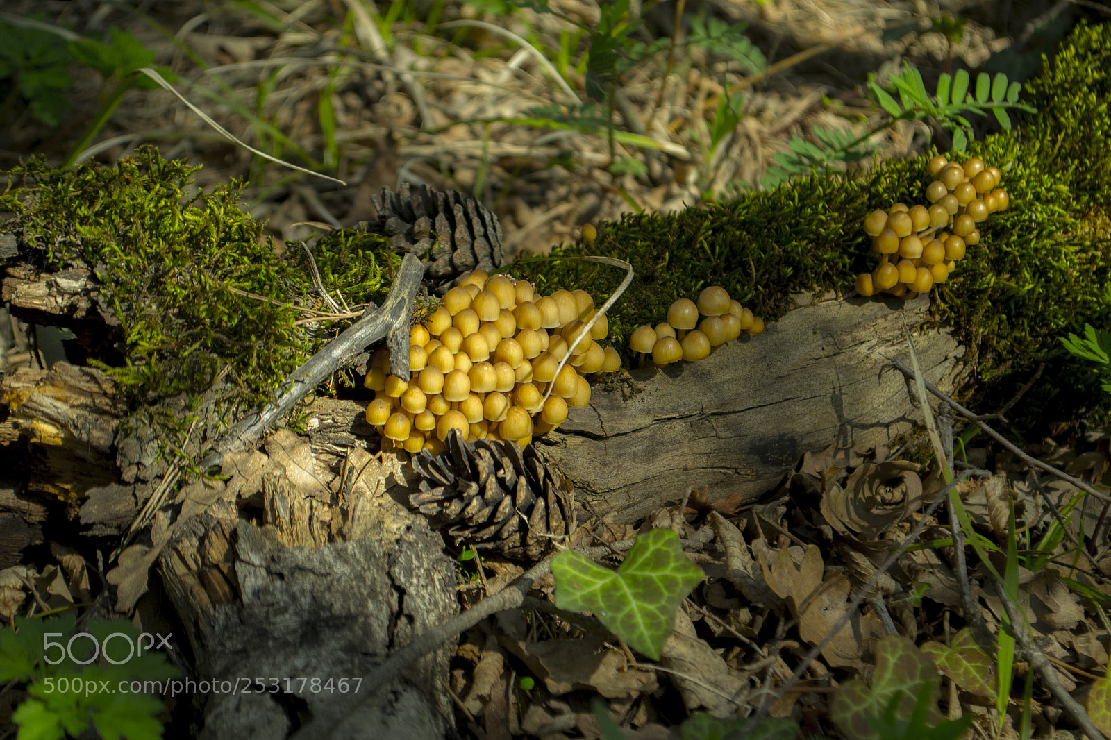 Nikon D3100 sample photo. Spring visitors photography