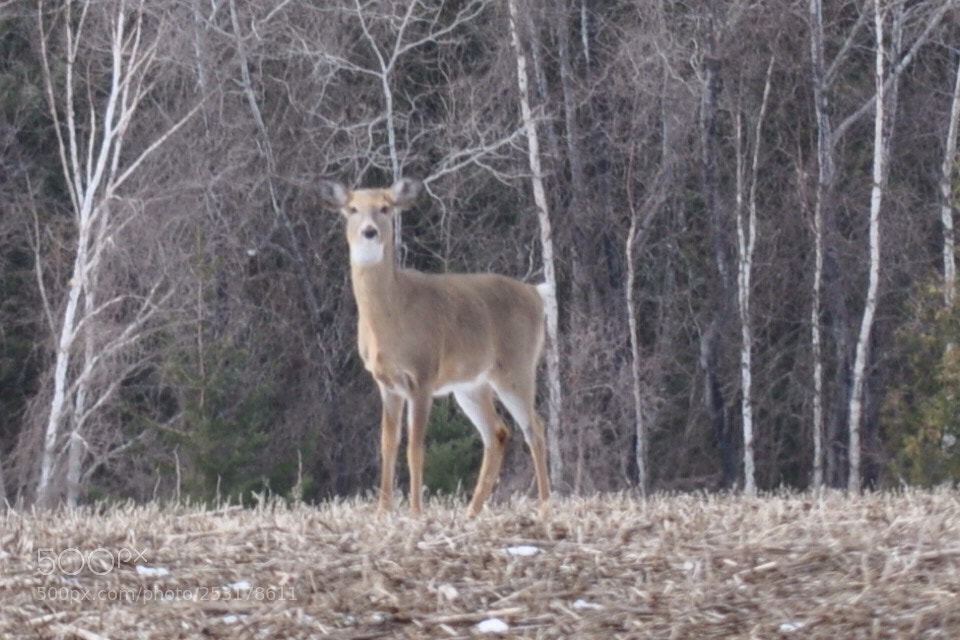 Nikon D5000 sample photo. Miss spring photography