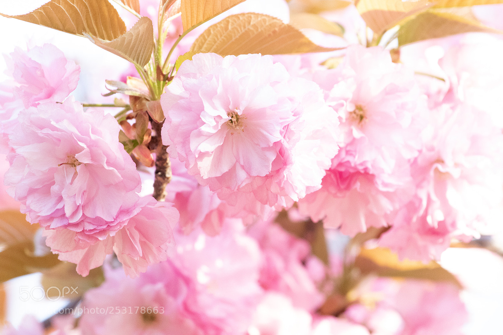 Canon EOS 7D Mark II sample photo. Double  cherry ii photography