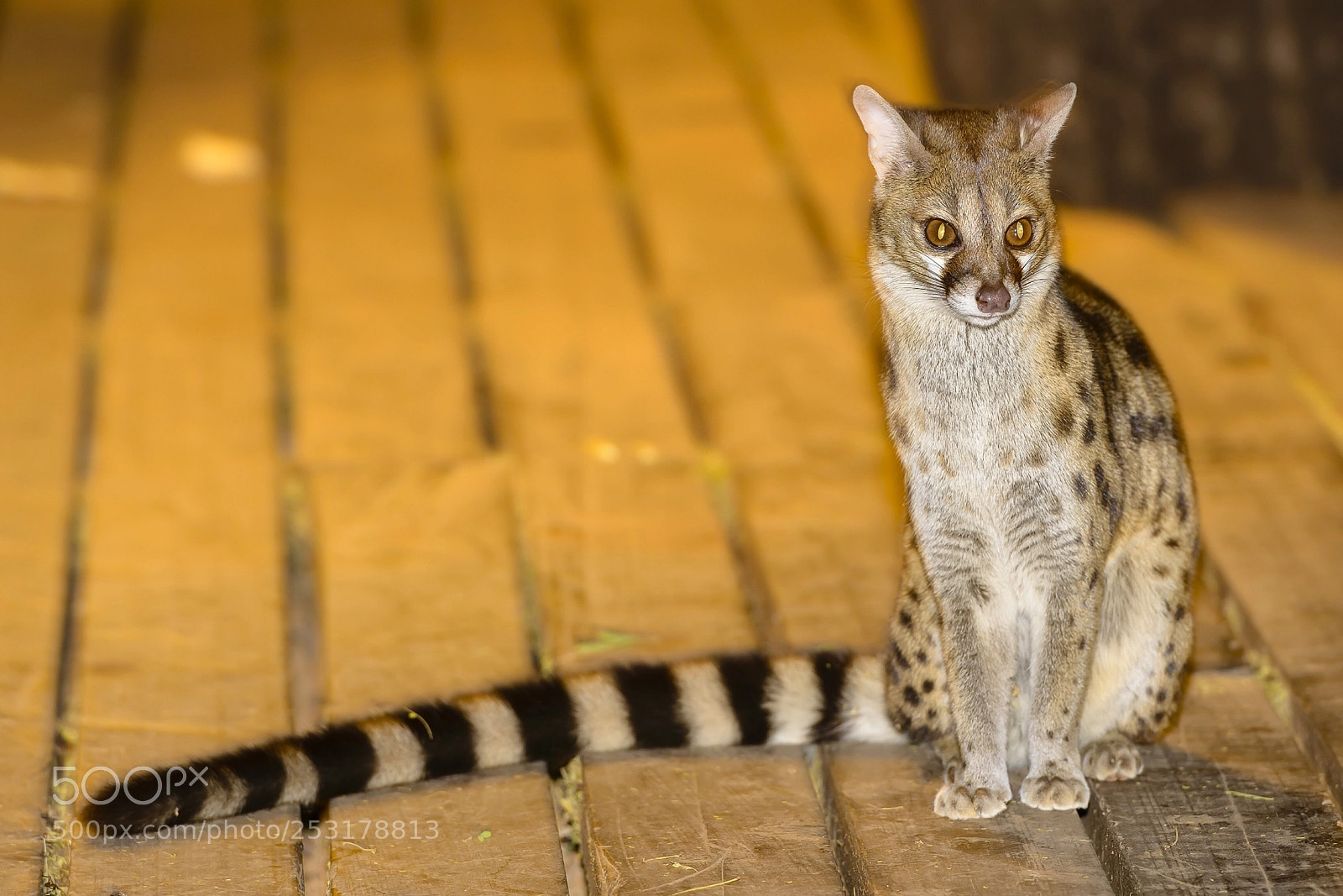 Nikon D800 sample photo. Almost home animal photography