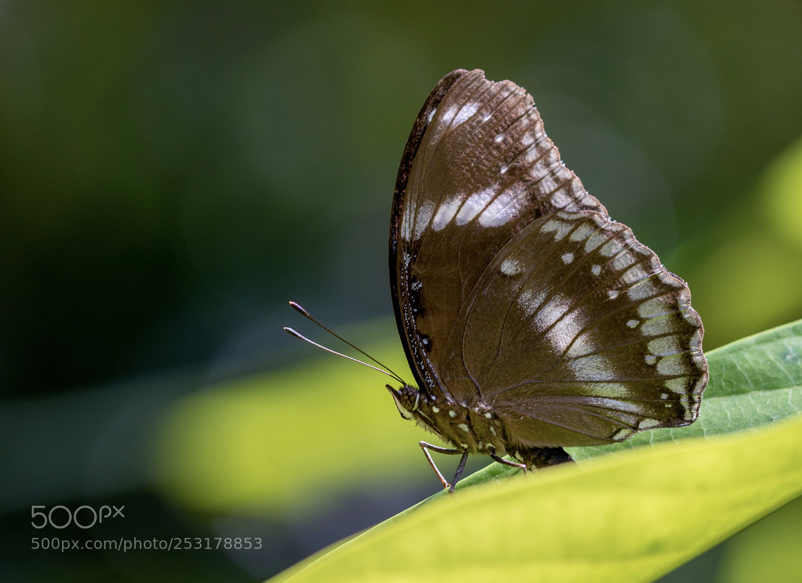 Canon EOS 7D Mark II sample photo. 	jacintha eggfly.  photography