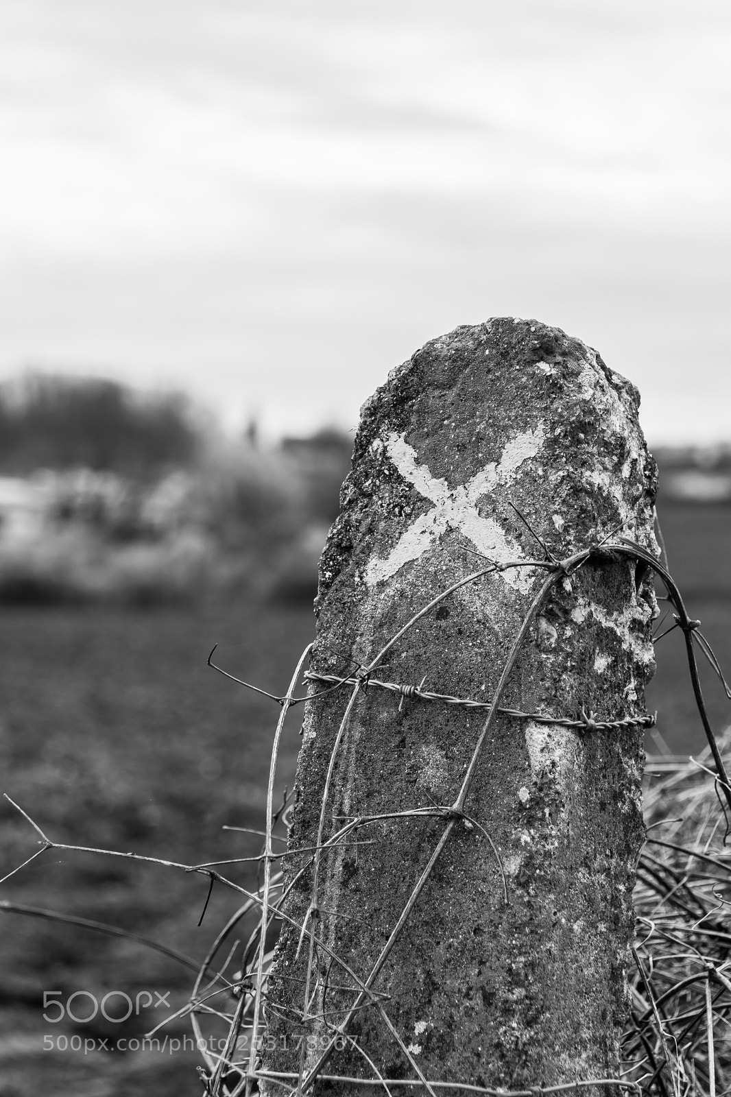 Nikon D7500 sample photo. Marqué et encerclé photography