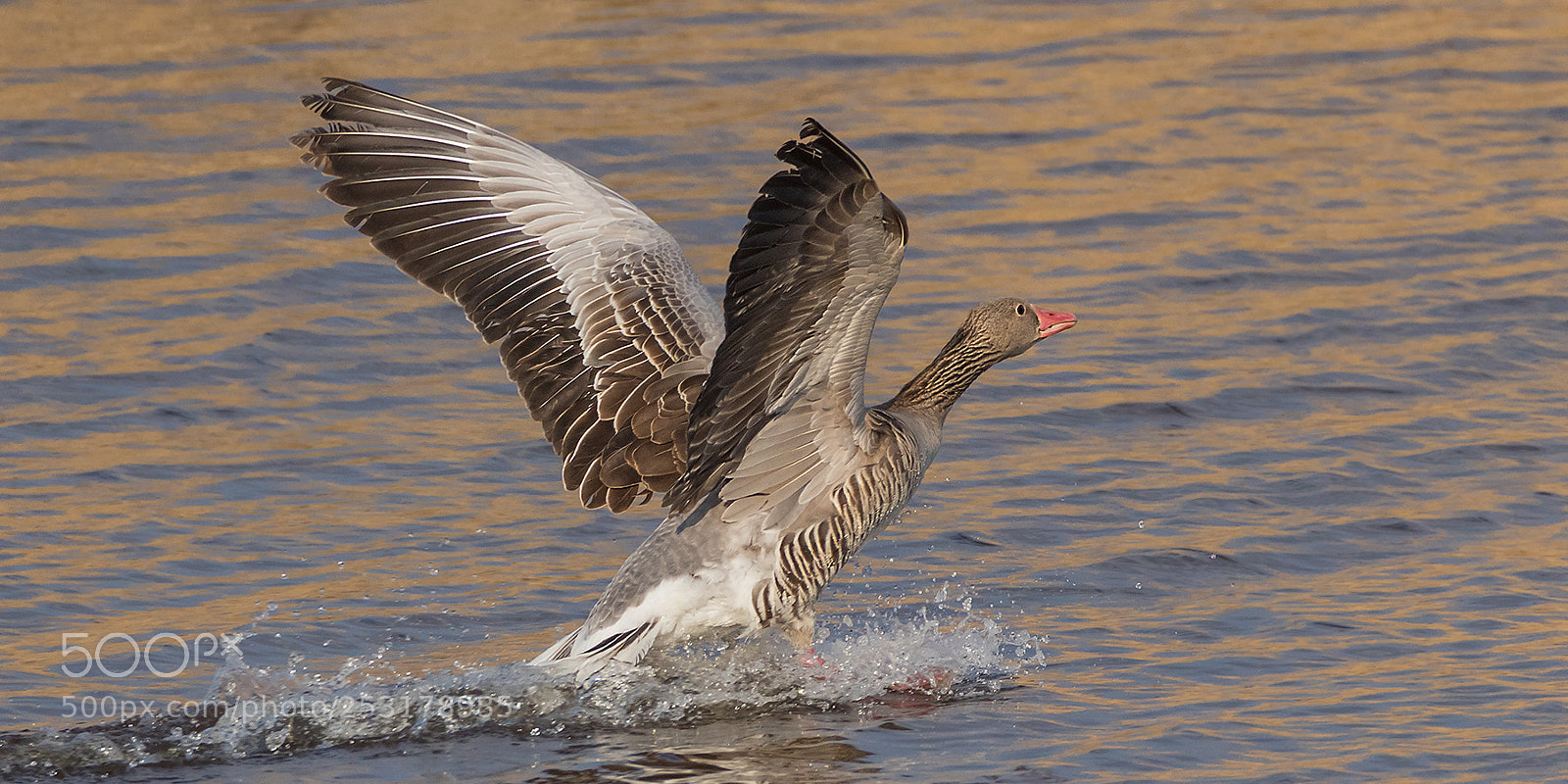Canon EOS 7D Mark II sample photo. Bremsspur photography