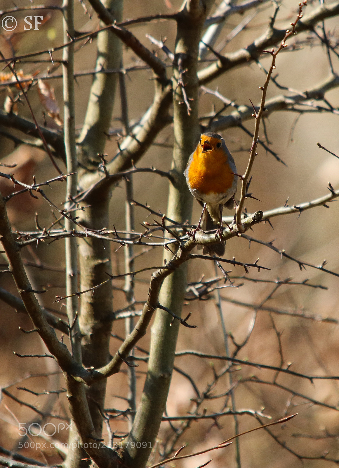 Canon EOS 750D (EOS Rebel T6i / EOS Kiss X8i) sample photo. The singing robin photography