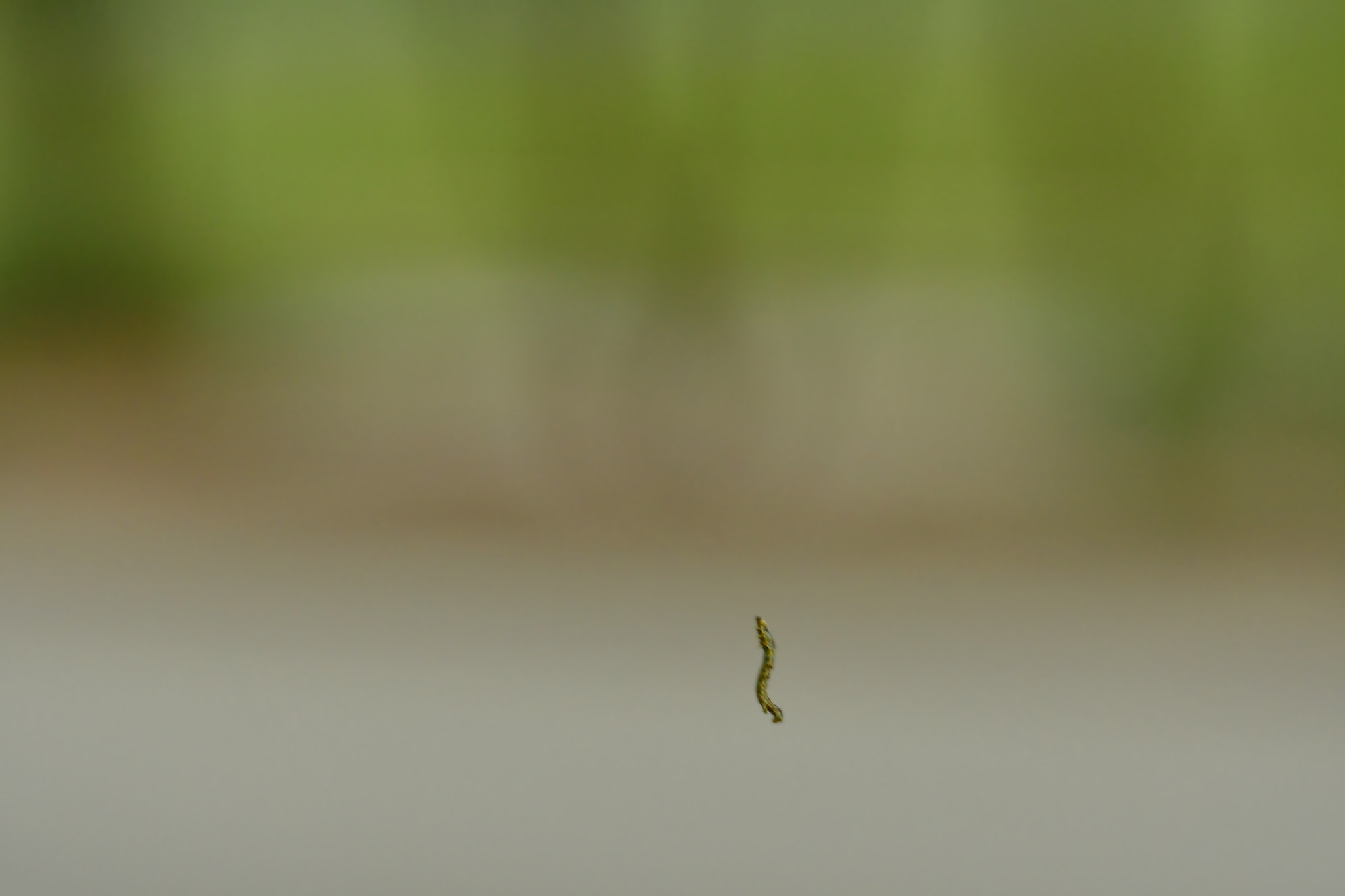 Nikon AF-S Nikkor 70-200mm F2.8G ED VR II sample photo. The inchworm photography