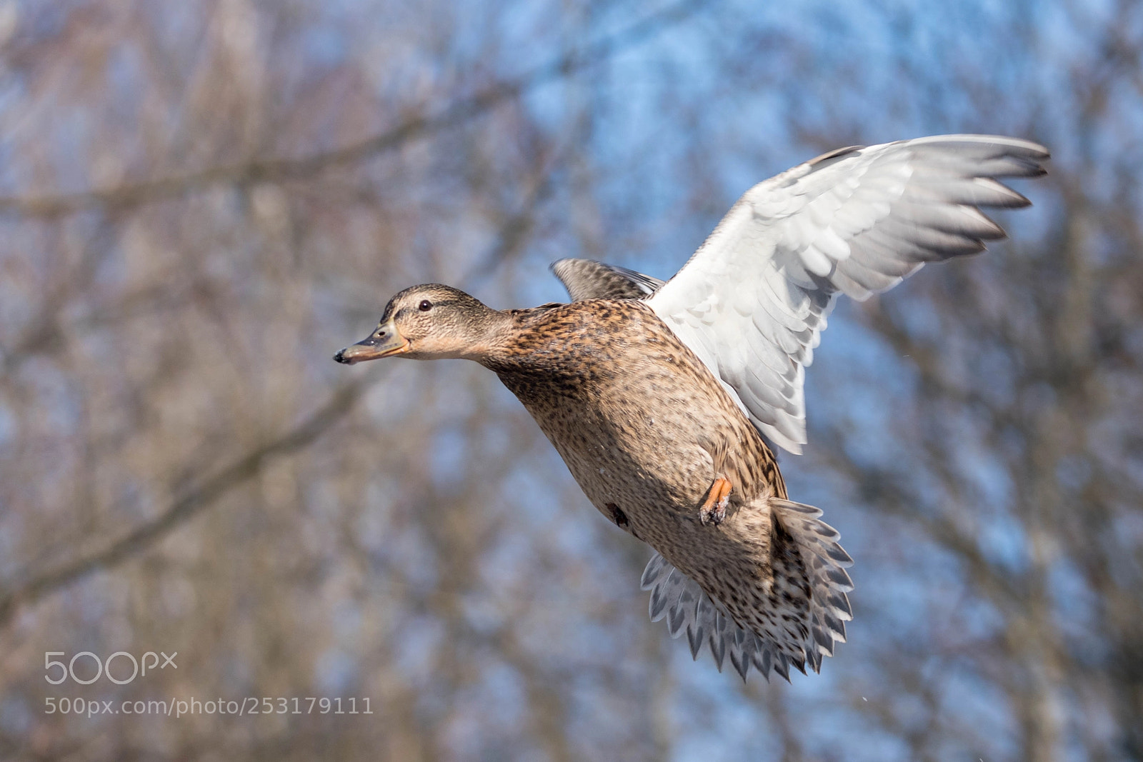 Nikon D5600 sample photo. Mallard in flight photography