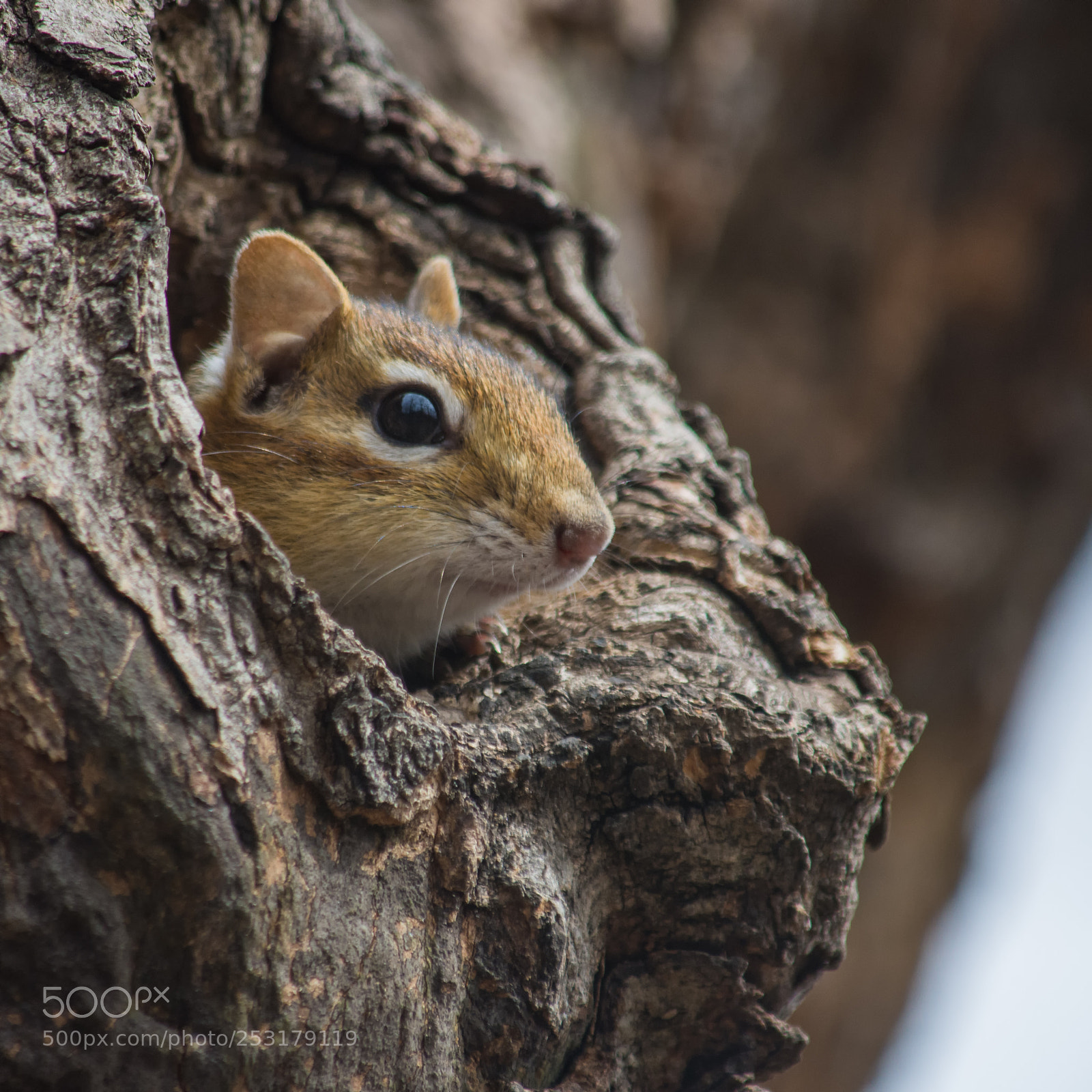 Nikon D7200 sample photo. Lookout photography