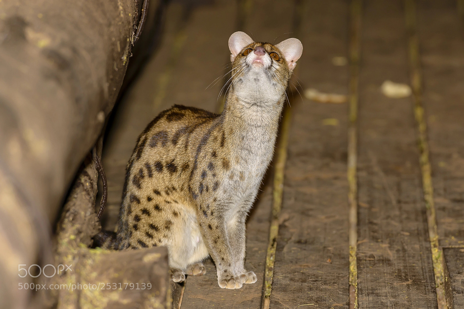 Nikon D800 sample photo. Curiosity photography
