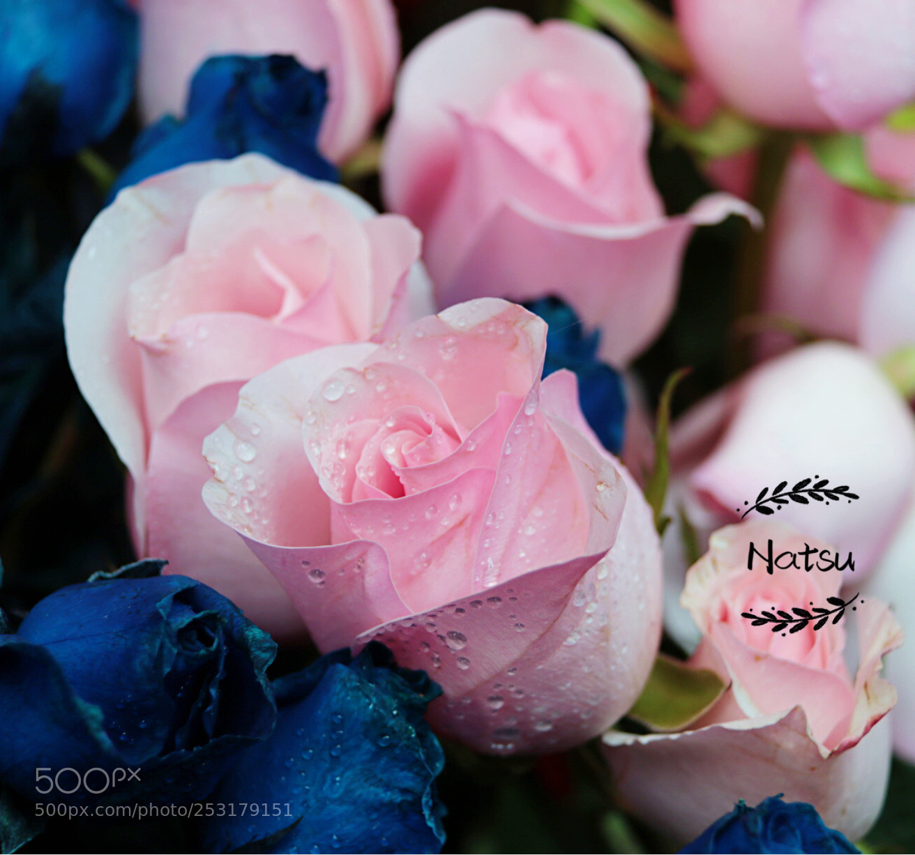 Canon EOS 70D sample photo. 粉红玫瑰 photography