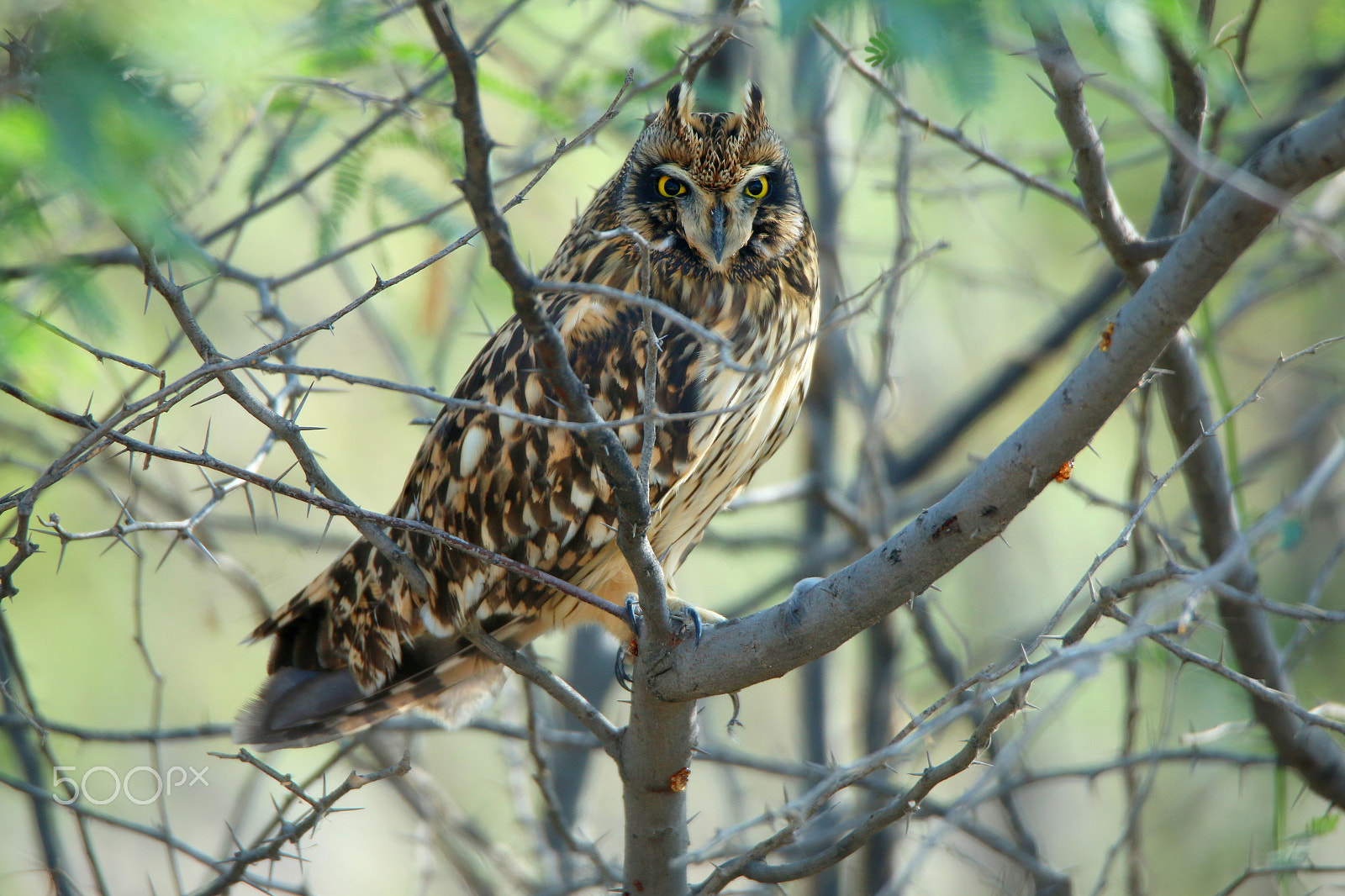 Canon EOS 70D sample photo. Short eared owl photography