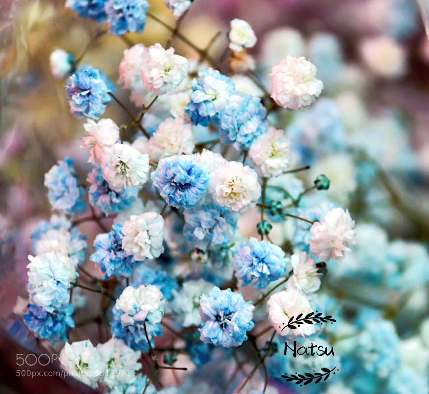 Canon EOS 70D sample photo. 满天星 photography