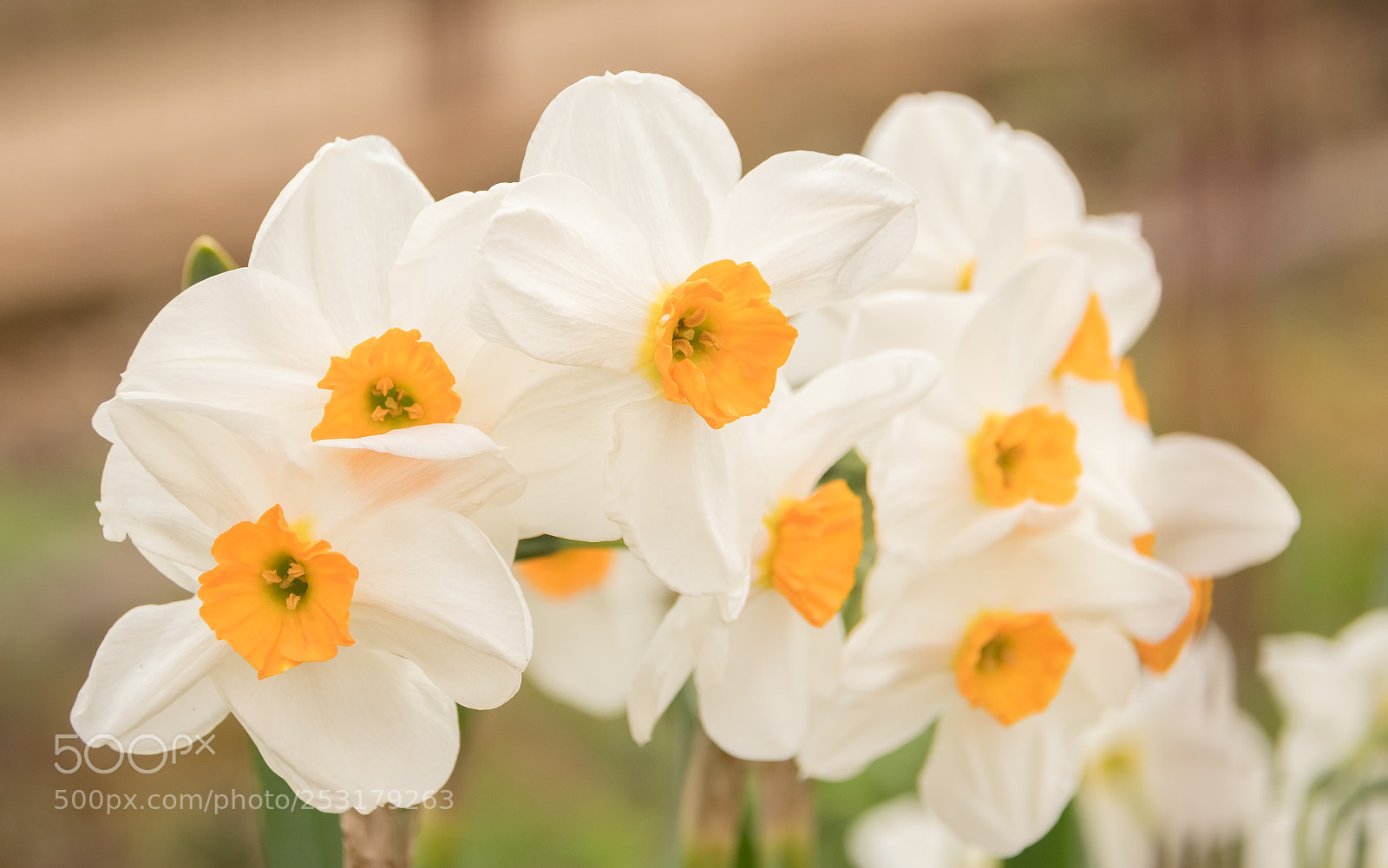 Nikon D7500 sample photo. Jonquilles photography