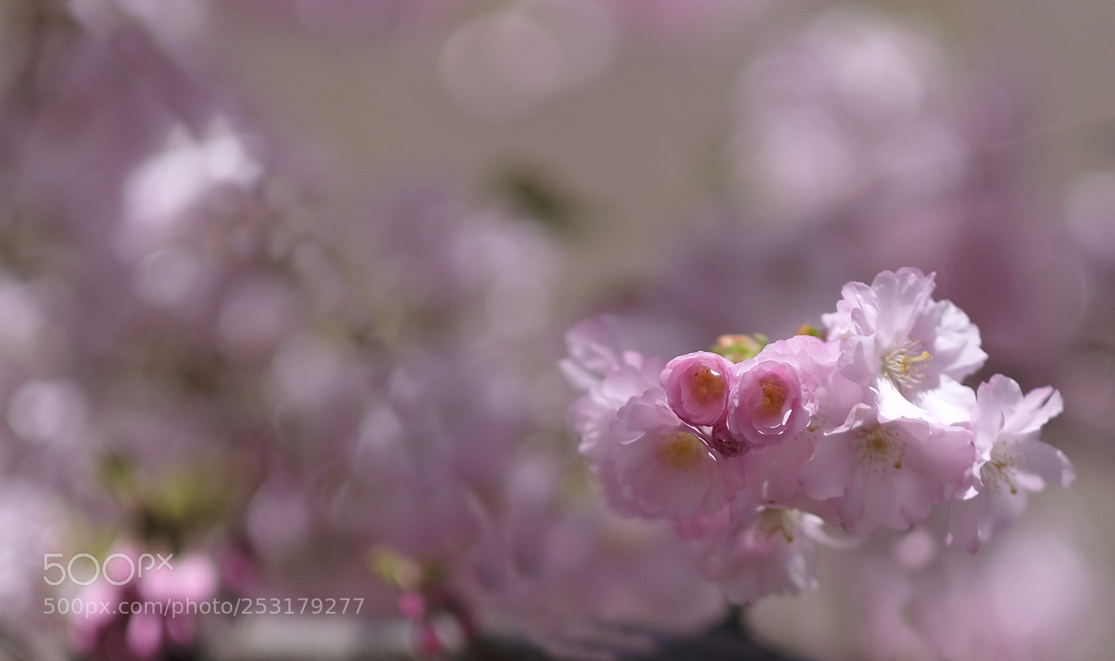Fujifilm X-T2 sample photo. Lust for spring photography