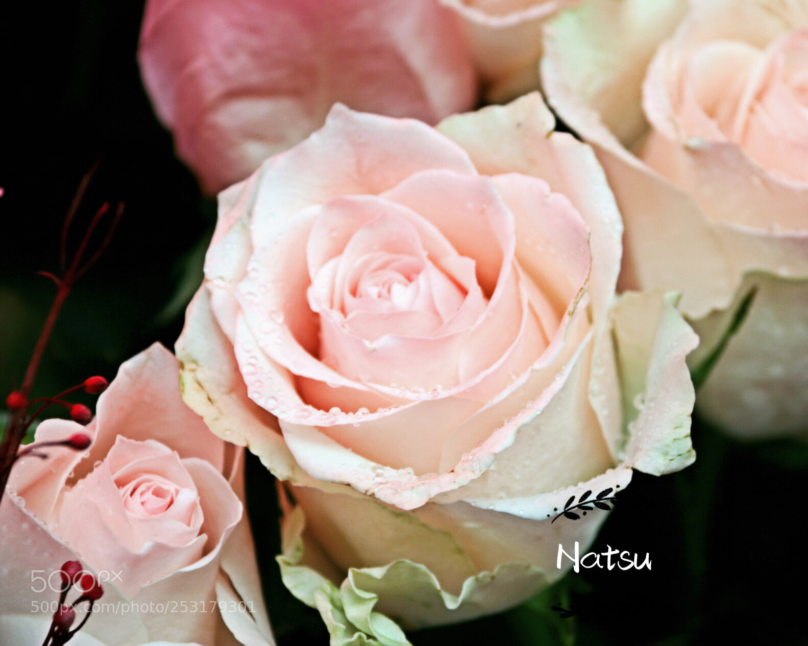 Canon EOS 70D sample photo. 玫瑰 photography