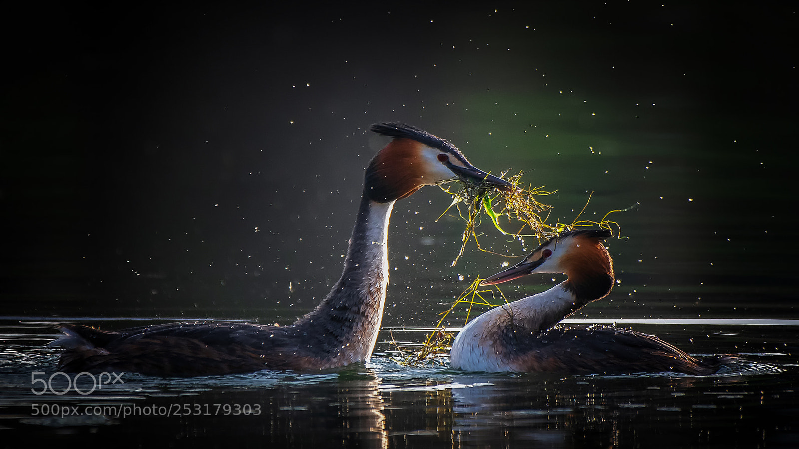 Nikon D500 sample photo. Great crested grebe playing... photography