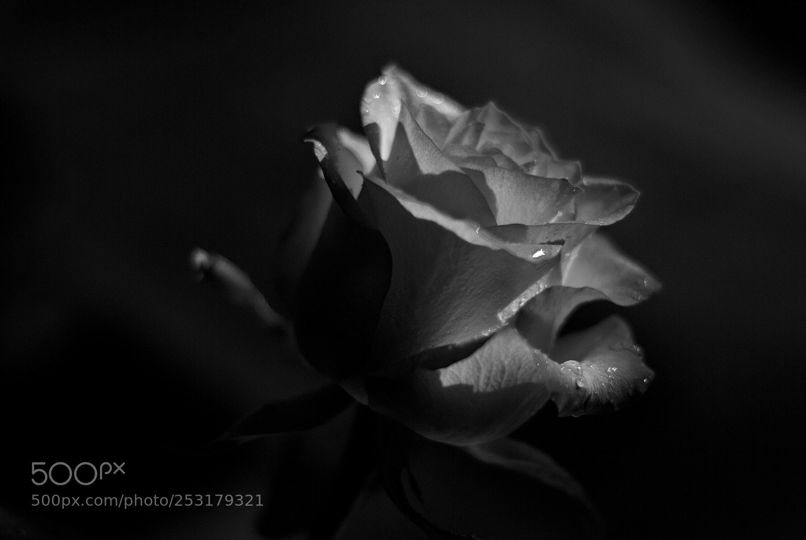 Nikon D80 sample photo. Rose photography