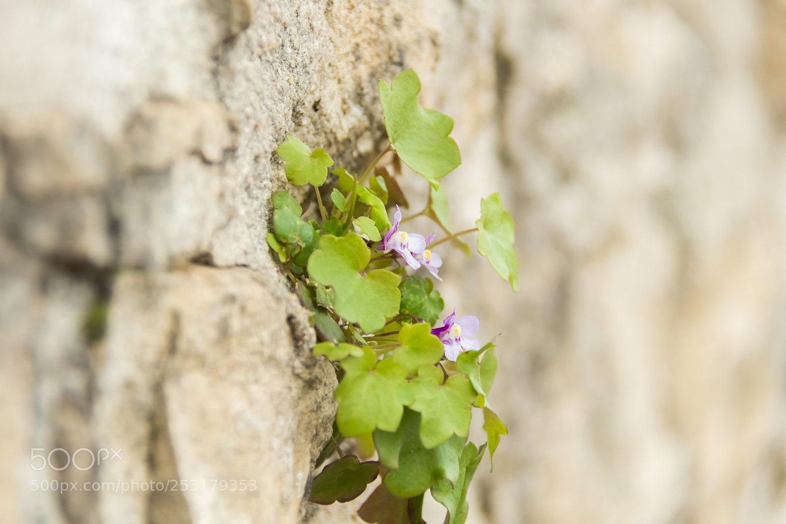 Nikon D7500 sample photo. Entre les pierres photography