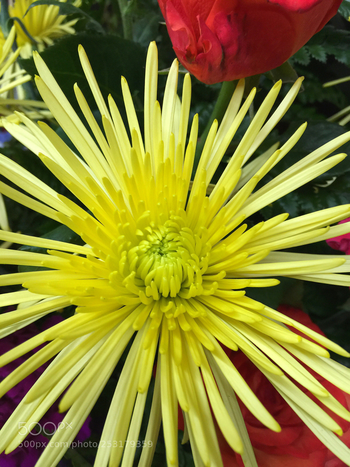Apple iPhone 6 Plus sample photo. Today’s flower ?  photography