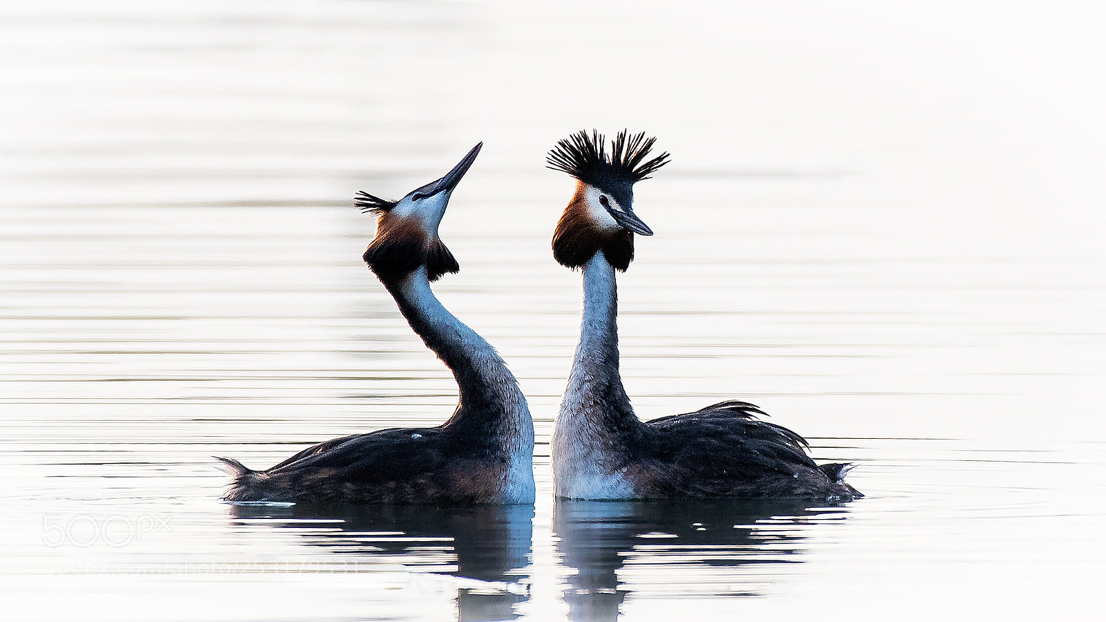 Nikon D500 sample photo. Great crested grebe... photography