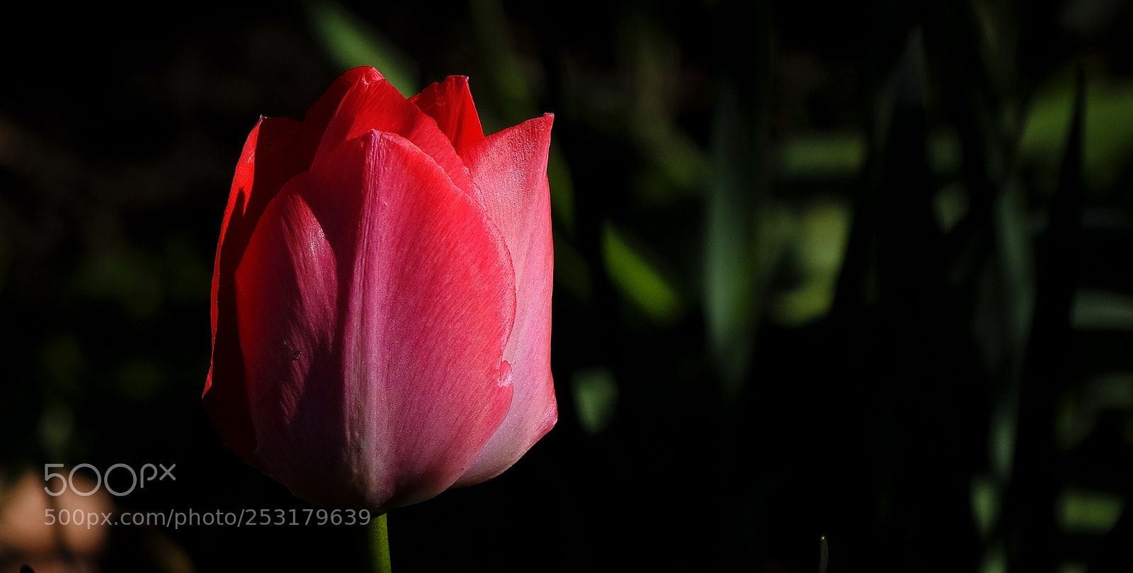 Fujifilm X-T2 sample photo. Bright proud in the photography