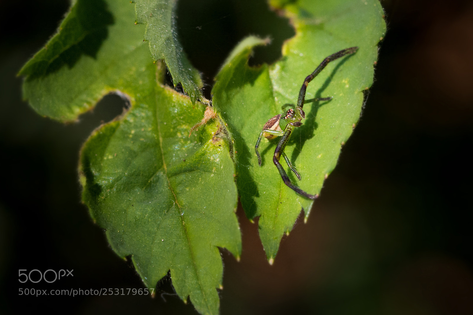 Nikon D5200 sample photo. The look photography