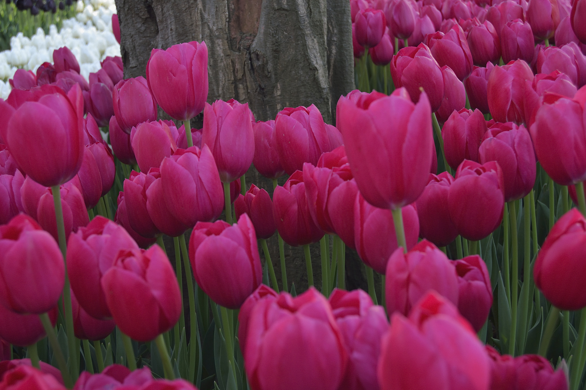 Nikon D3100 sample photo. Laleler photography