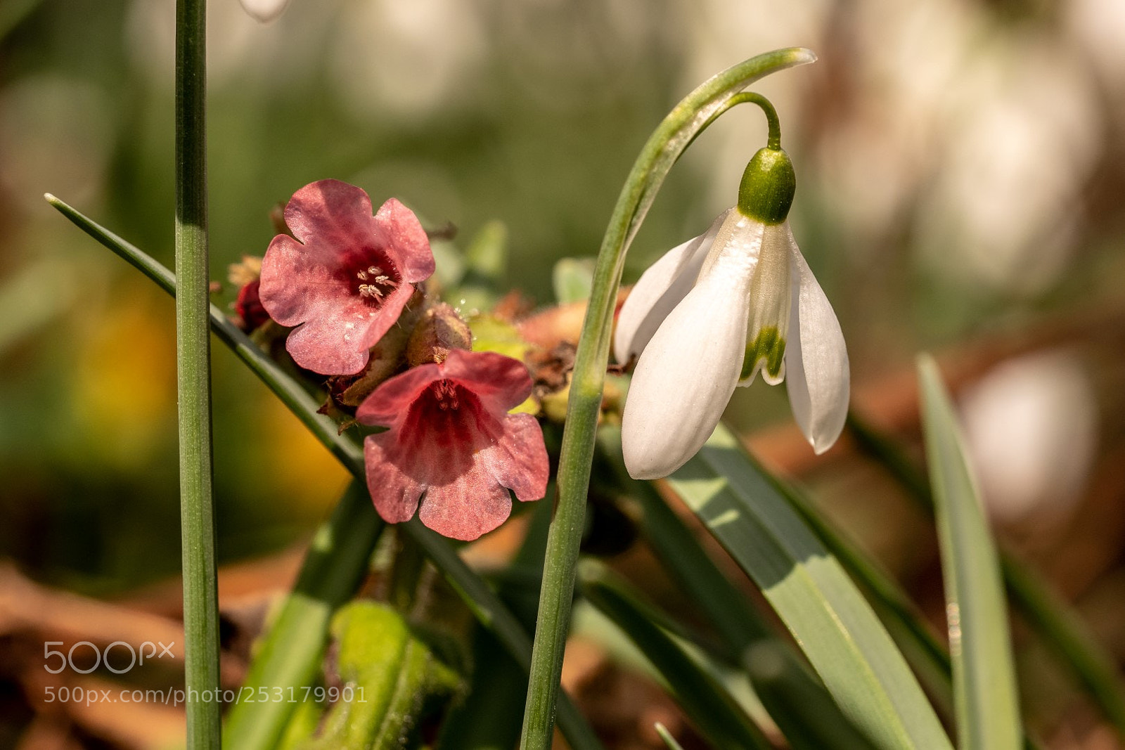 Panasonic Lumix DMC-GX85 (Lumix DMC-GX80 / Lumix DMC-GX7 Mark II) sample photo. Spring flower photography