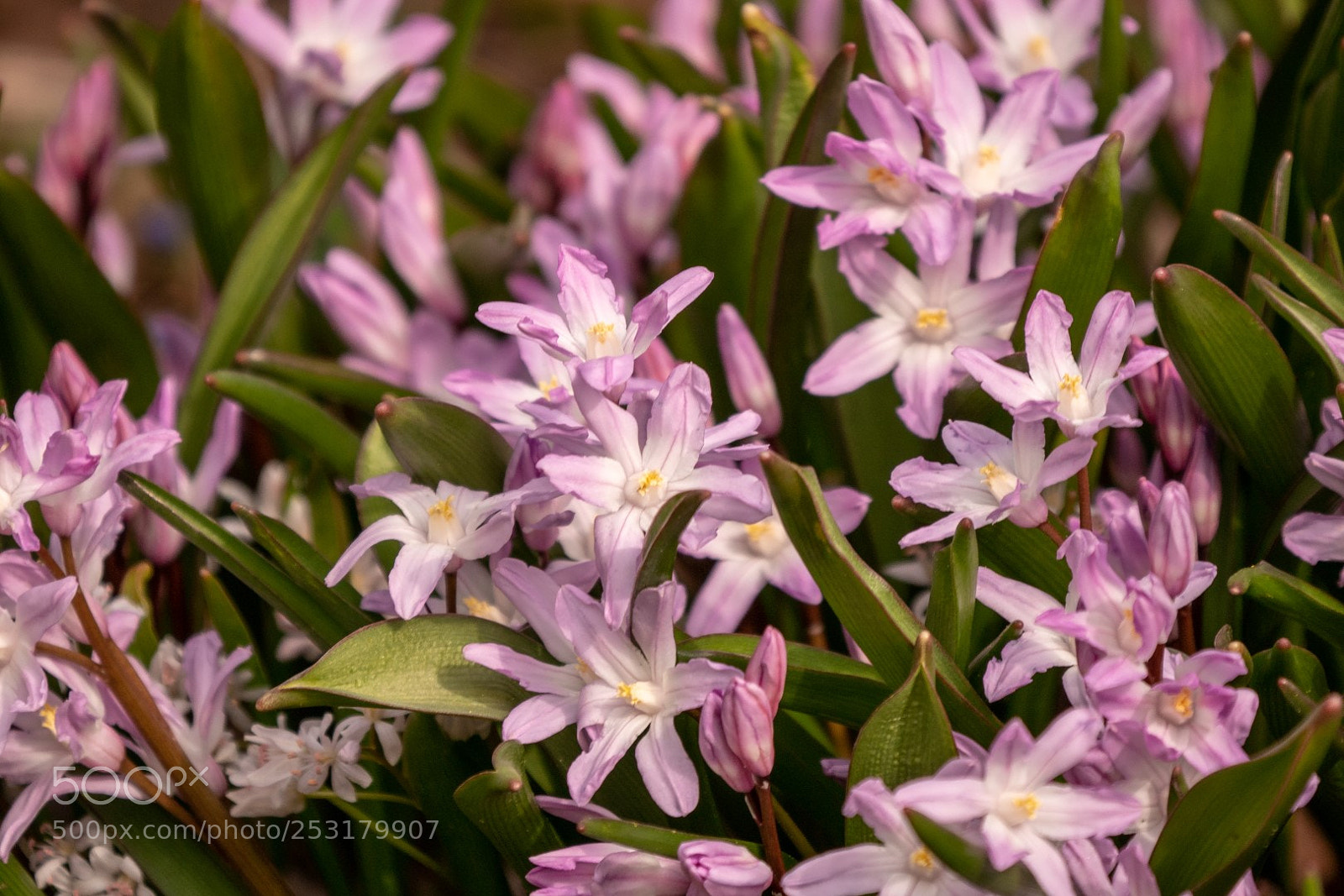 Panasonic Lumix DMC-GX85 (Lumix DMC-GX80 / Lumix DMC-GX7 Mark II) sample photo. Spring flower photography