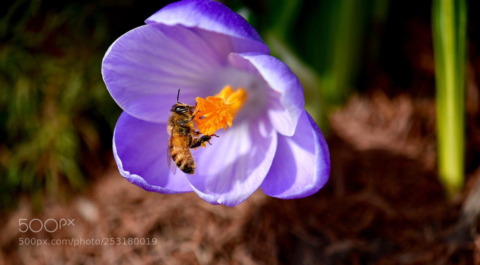 Nikon D500 sample photo. Untitled photography