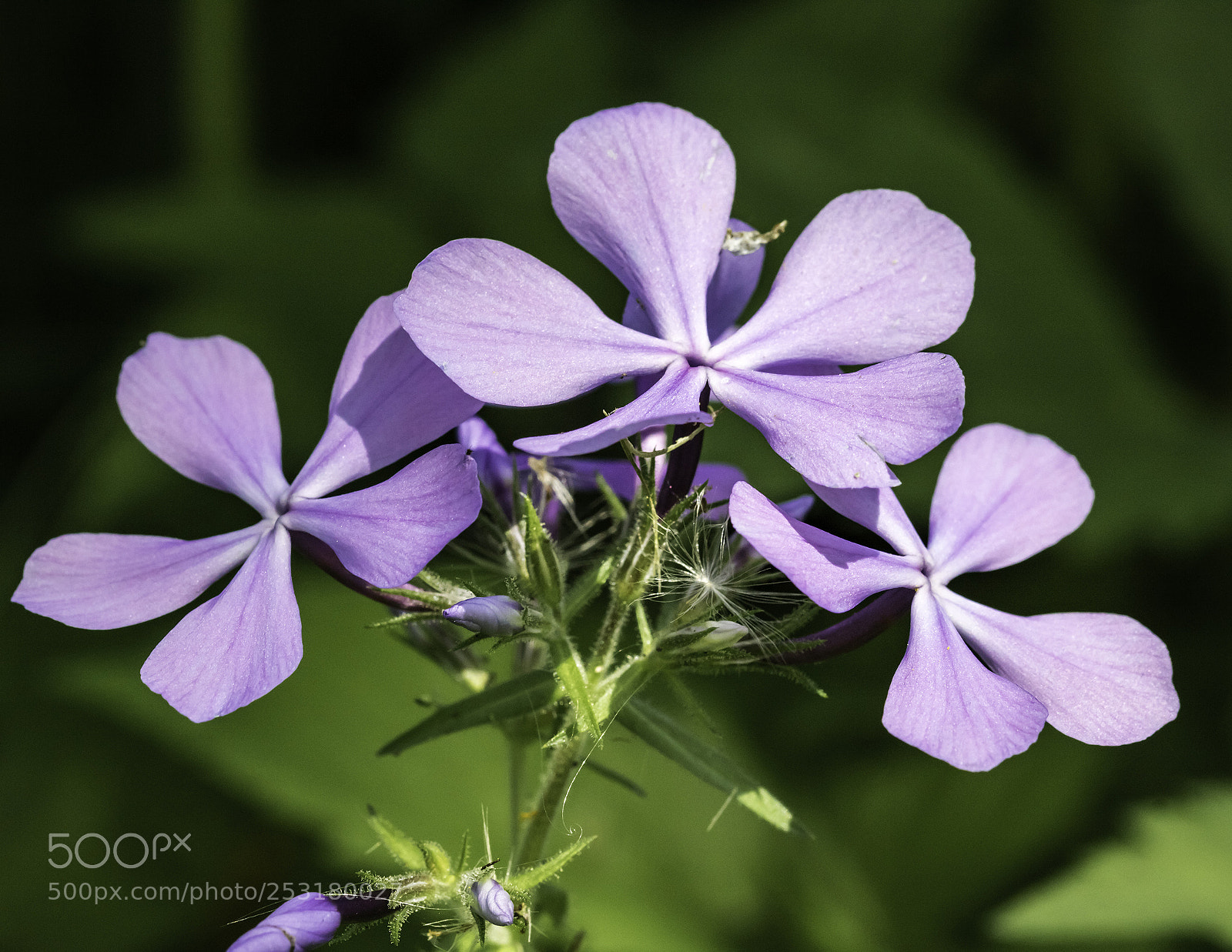Canon EOS 760D (EOS Rebel T6s / EOS 8000D) sample photo. Deep in the forest photography