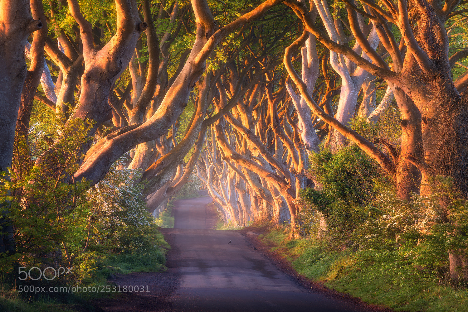 Nikon D810 sample photo. Golden tunnel photography