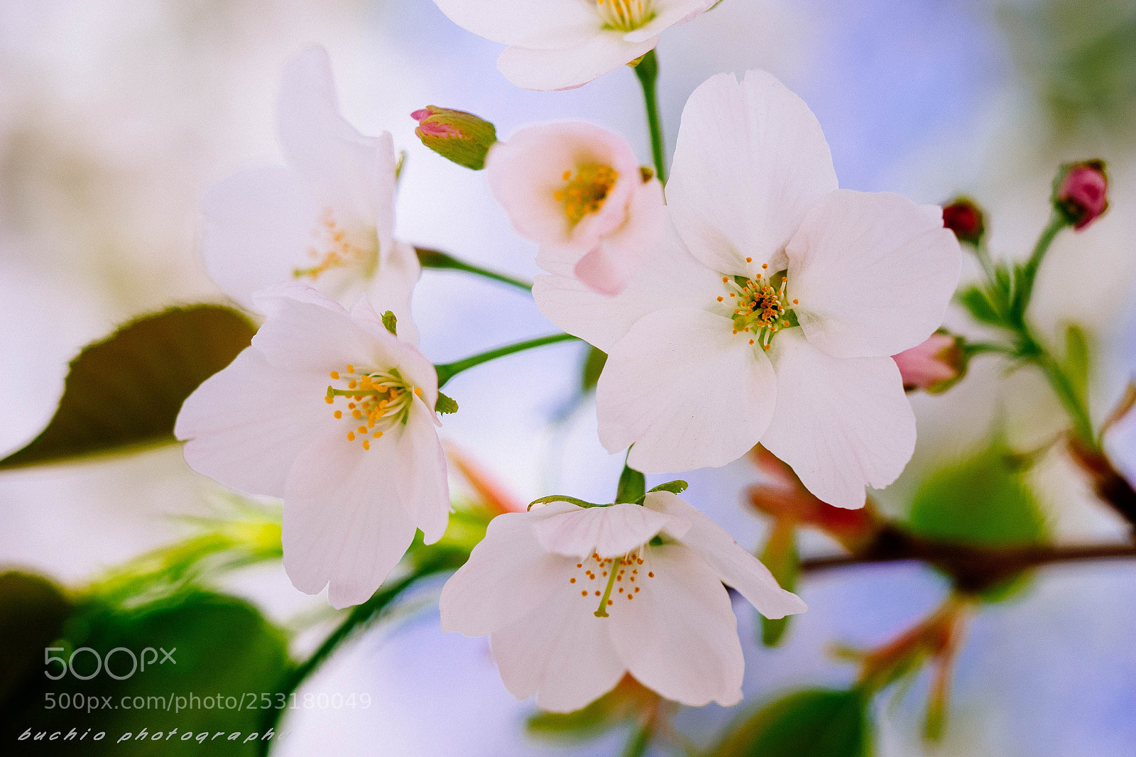 Olympus OM-D E-M1 sample photo. Cherry blossom photography