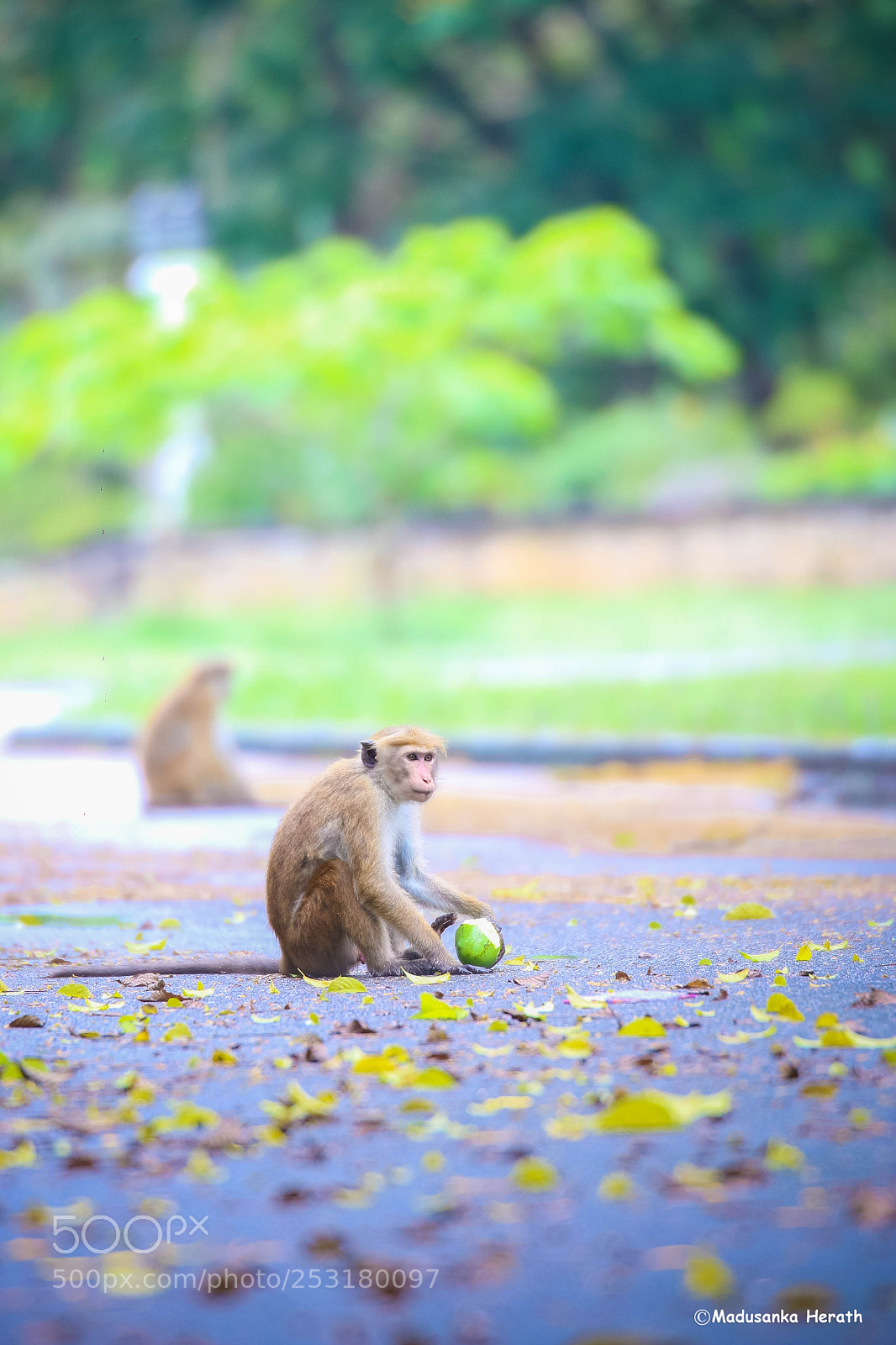 Canon EOS 70D sample photo. The monkey photography