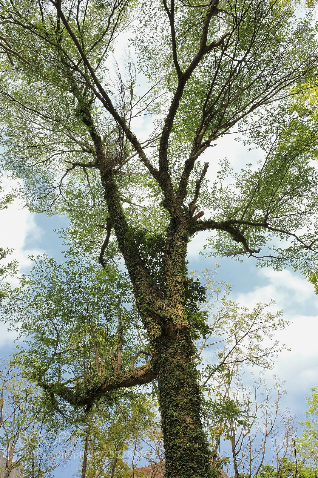 Fujifilm X-T1 sample photo. Tree in spring photography