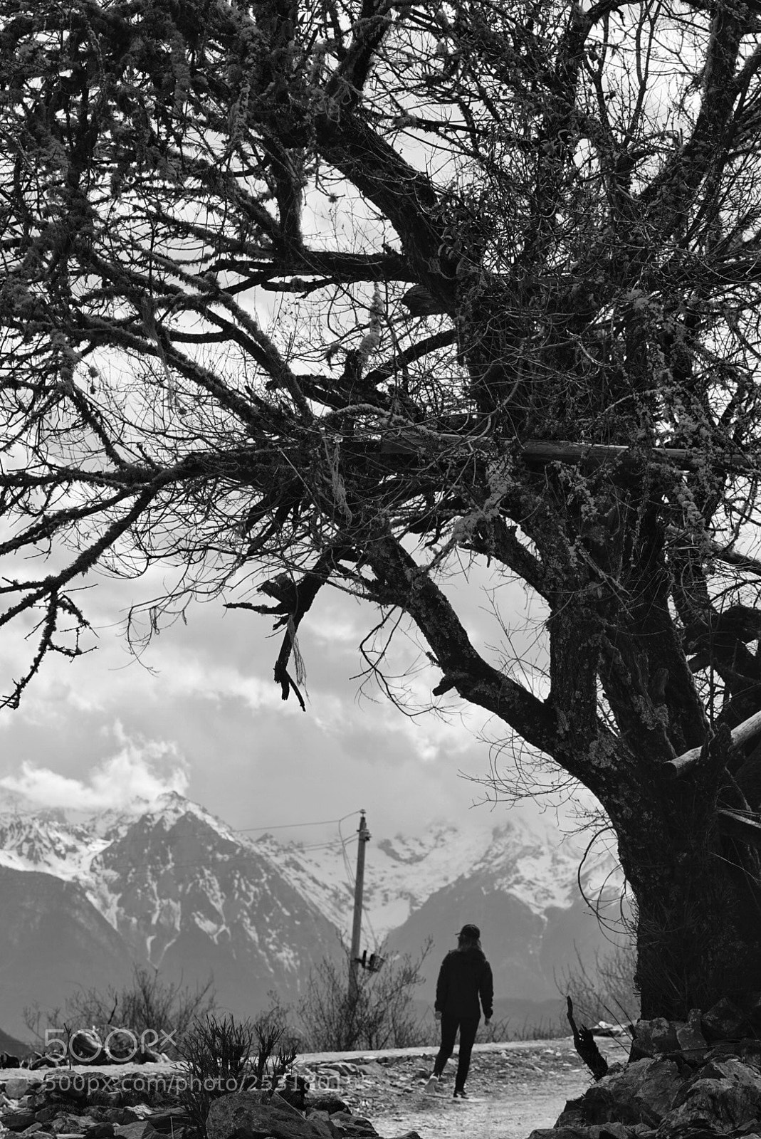 Sony a7 II sample photo. Kawakarpo under the tree/树下的卡瓦格博 photography