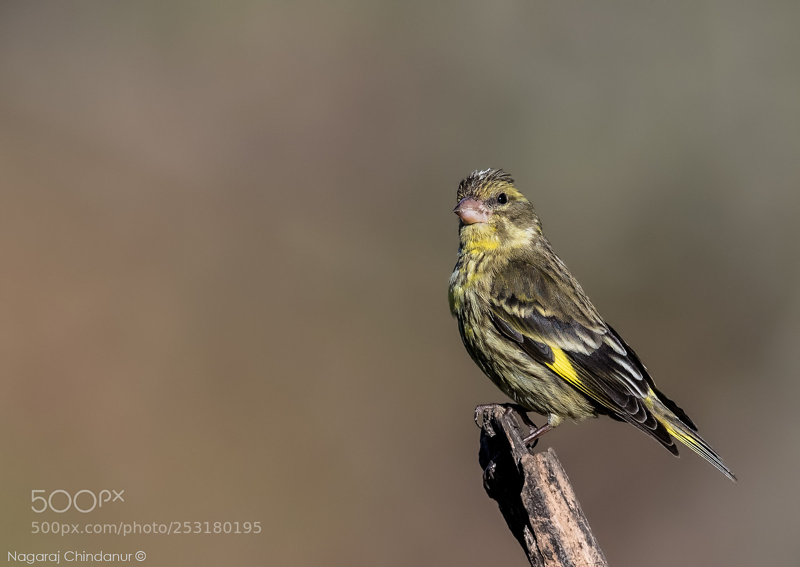 Nikon D5 sample photo. Green finch photography
