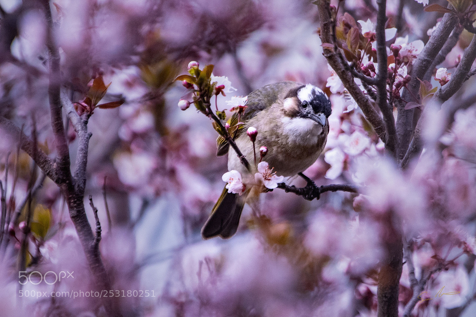 Canon EOS 7D Mark II sample photo. Are you looking at photography