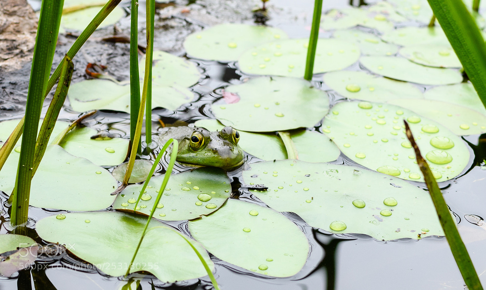 Nikon D500 sample photo. A frog's life photography