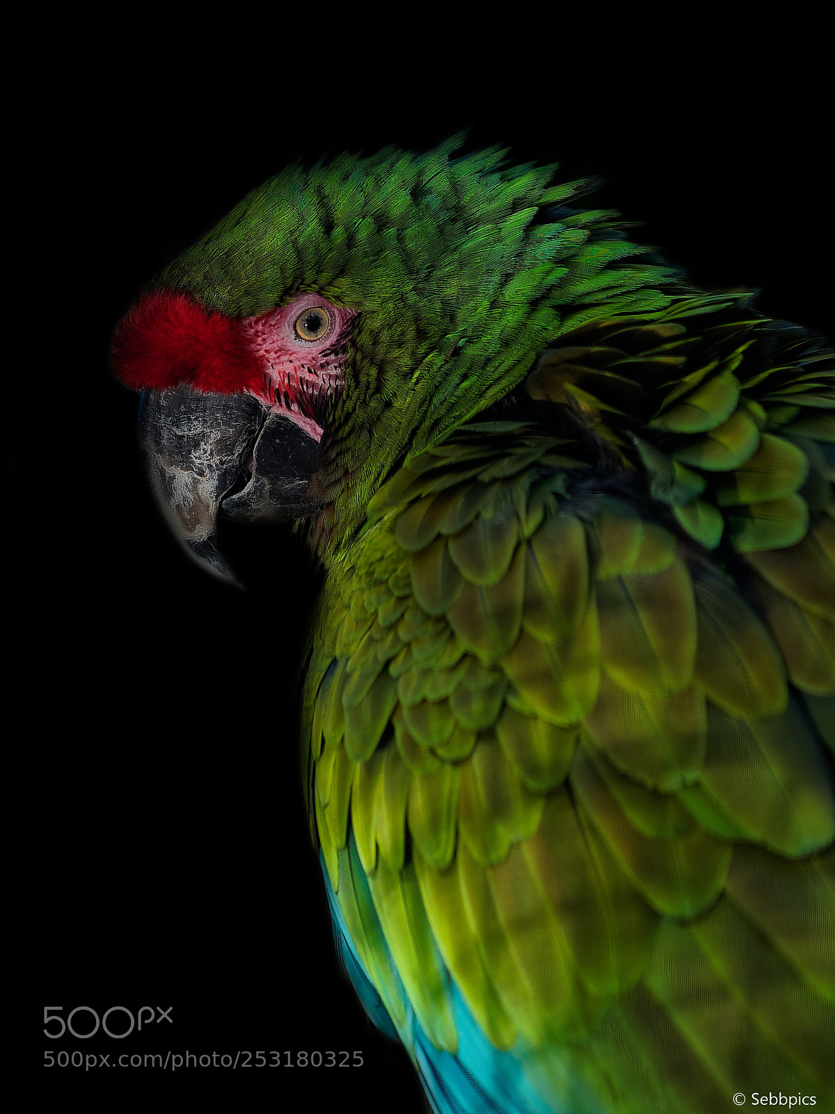 Olympus OM-D E-M5 II sample photo. Military macaw photography
