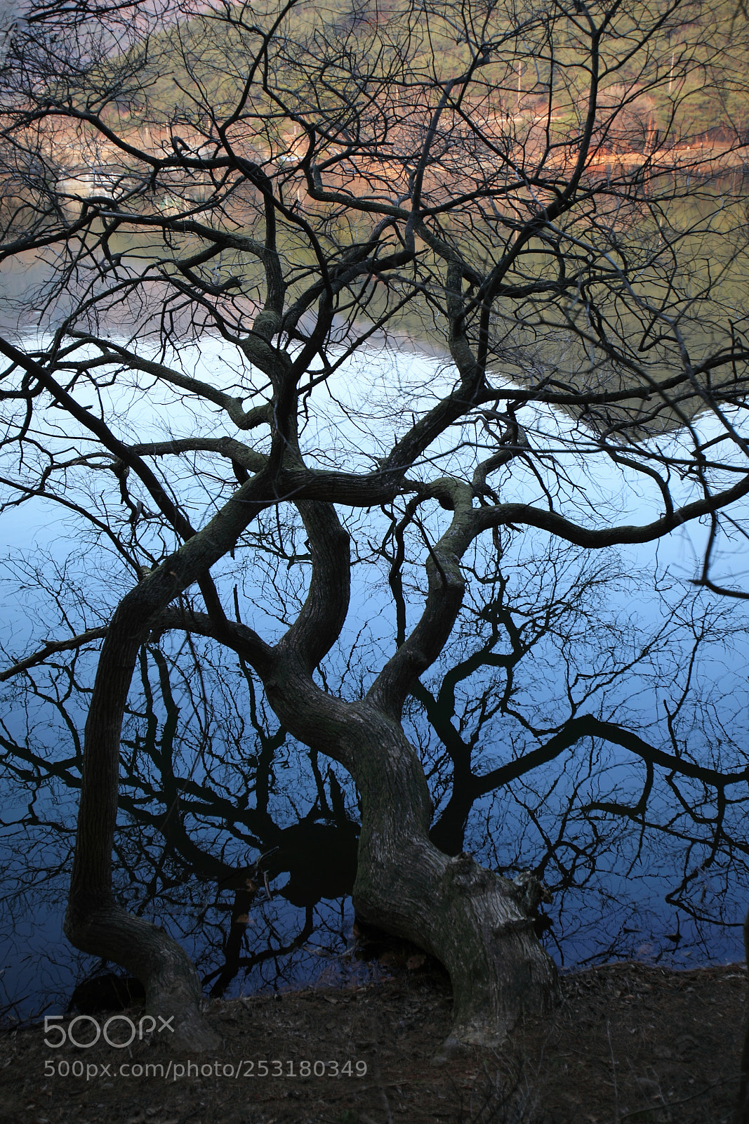 Canon EOS 5D Mark II sample photo. Tree shadow photography