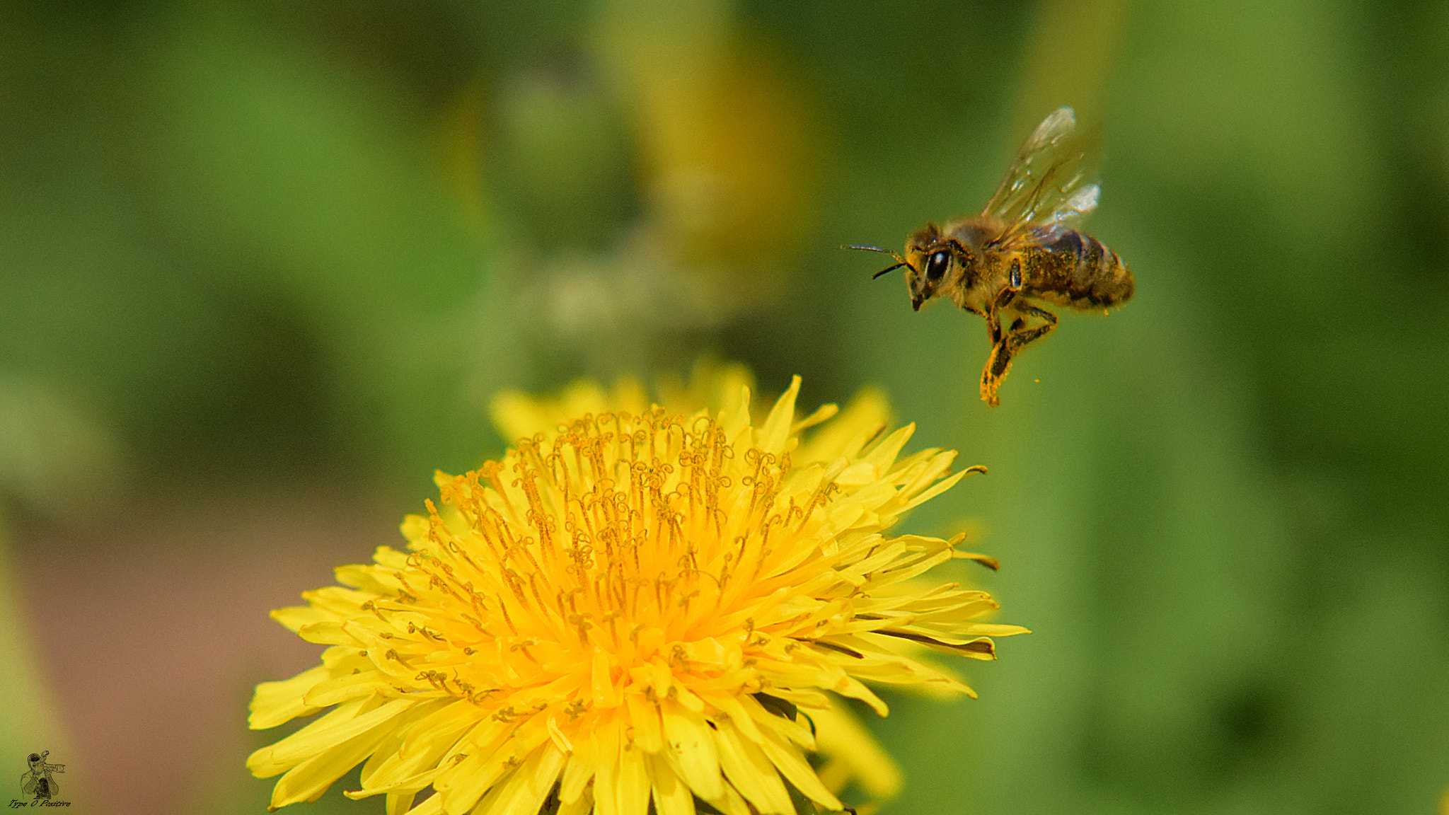 Nikon D7200 sample photo. Flying in a yelow dream photography