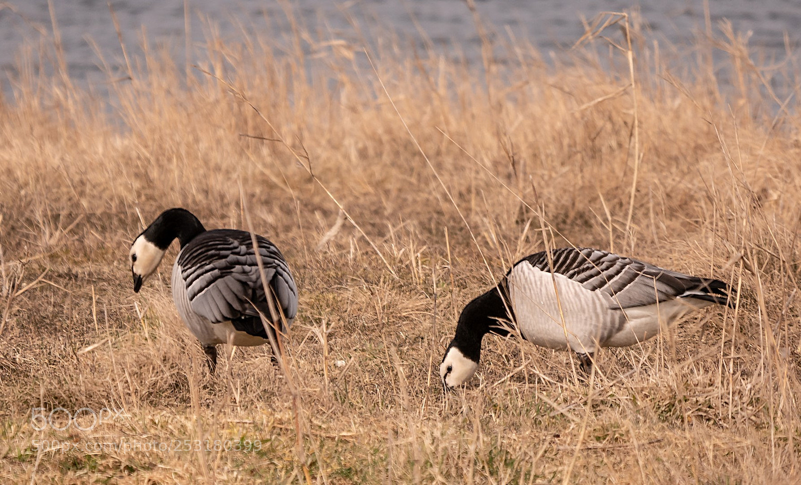 Panasonic Lumix DMC-GX85 (Lumix DMC-GX80 / Lumix DMC-GX7 Mark II) sample photo. Branta leucopsis photography